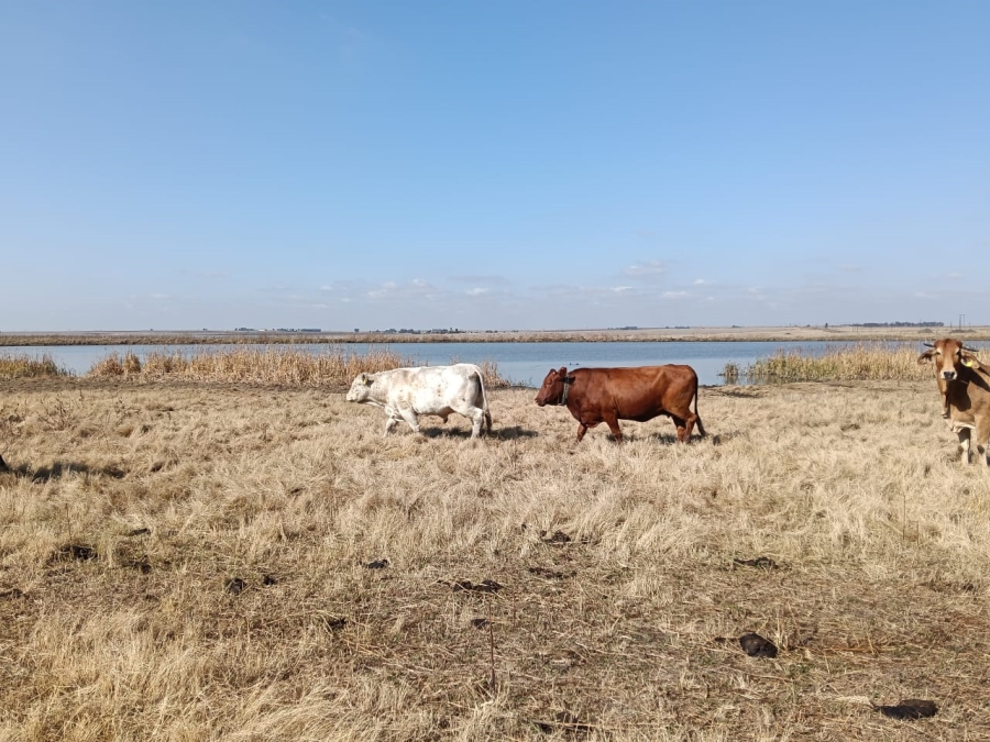 0 Bedroom Property for Sale in Heilbron Rural Free State